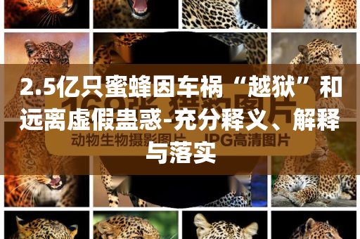 2.5億只蜜蜂因車禍“越獄”和遠(yuǎn)離虛假蠱惑-充分釋義、解釋與落實(shí)